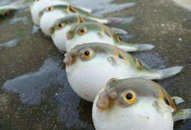 Ұ�������ж� Ո(q��ng)��ƴ���Ժ��ࡱ