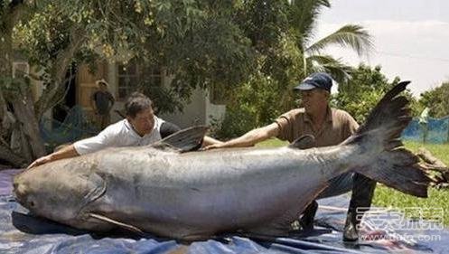 �L(zh��ng)Ҋ(ji��n)�R(sh��)����������ʮ��ֻ���ľޟo(w��)�Ԅ�(d��ng)��